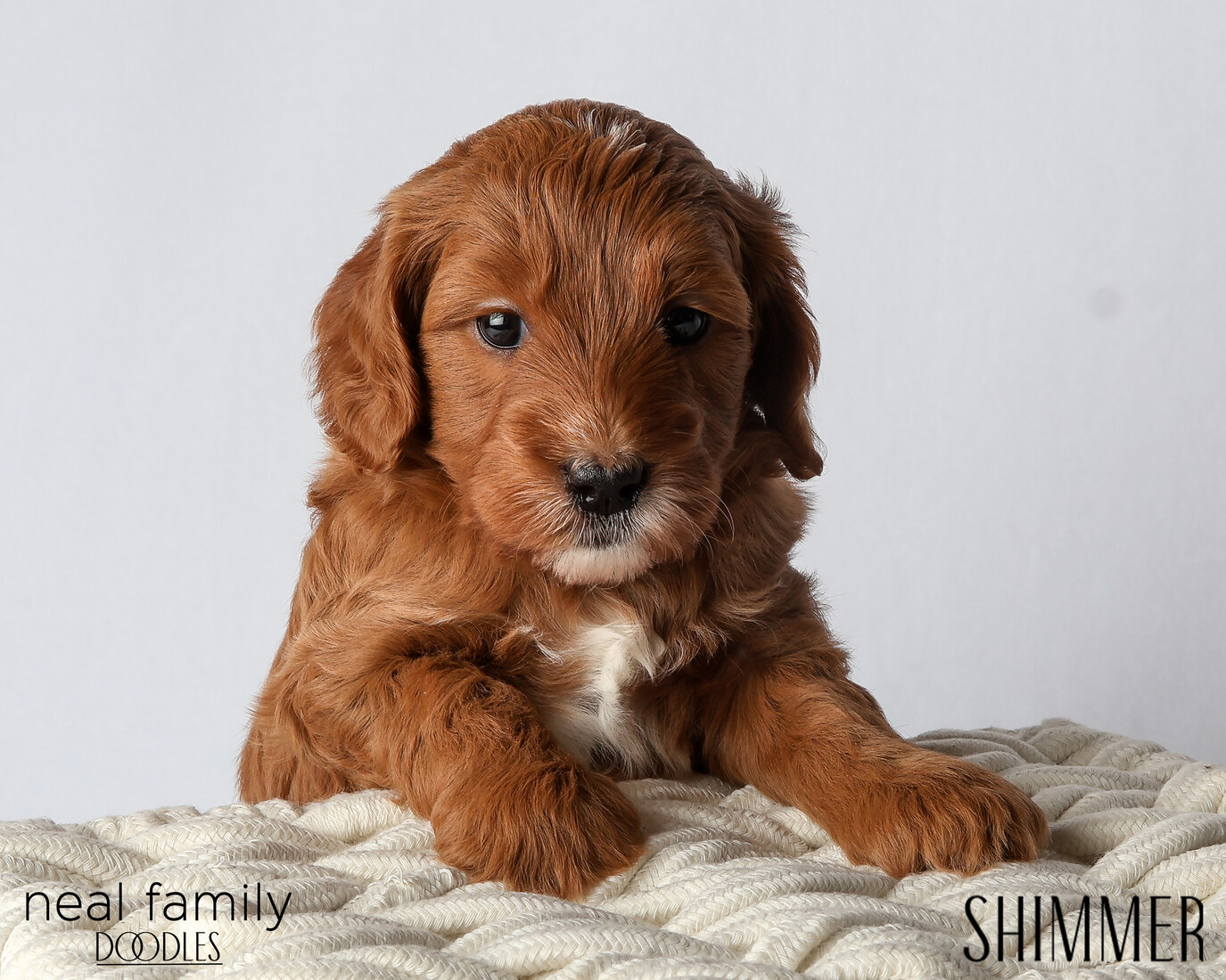 IMG_6075 Shimmer 5 weeks