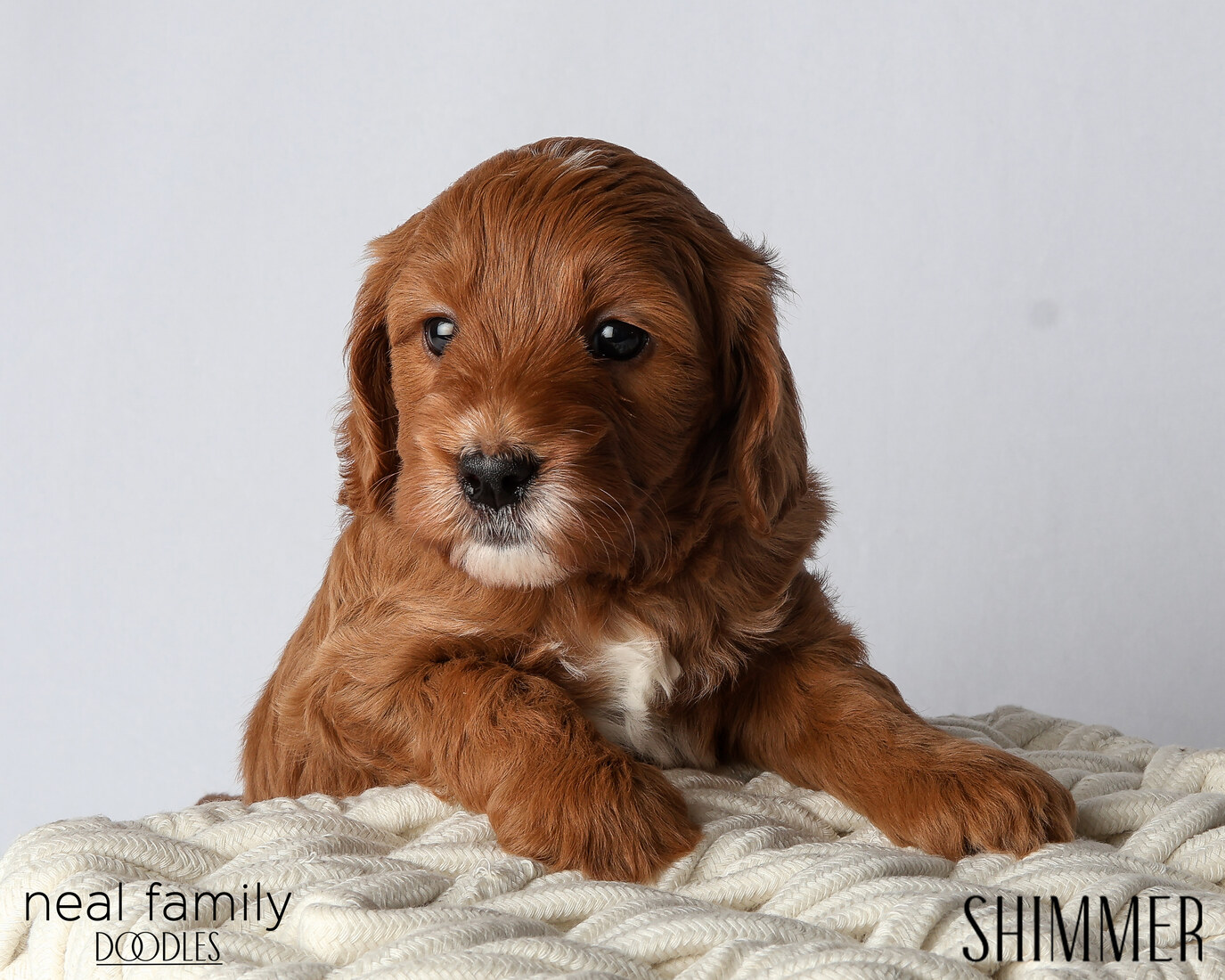 IMG_6073 Shimmer 5 weeks