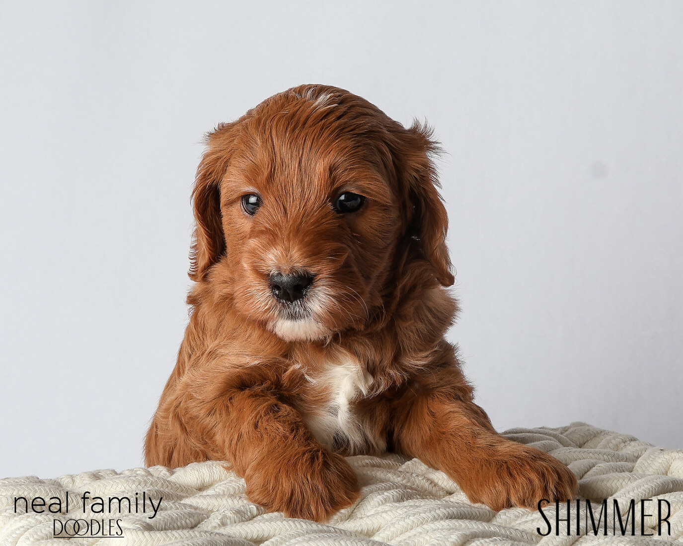 IMG_6076 Shimmer 5 weeks