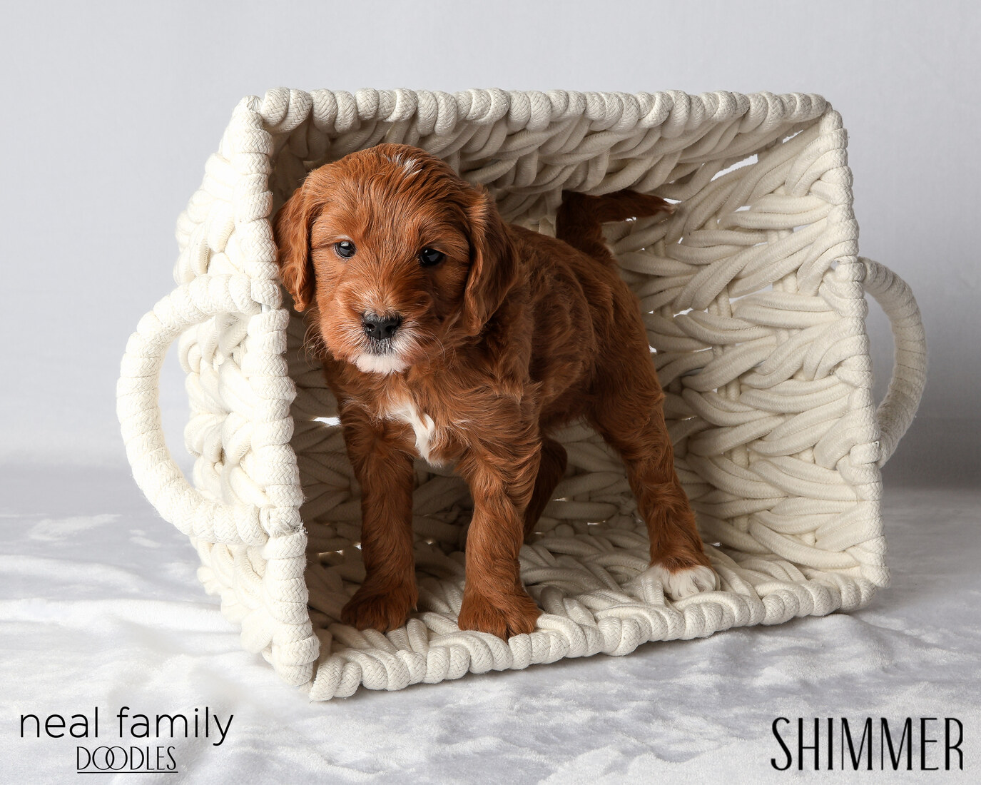 IMG_6077 Shimmer 5 weeks