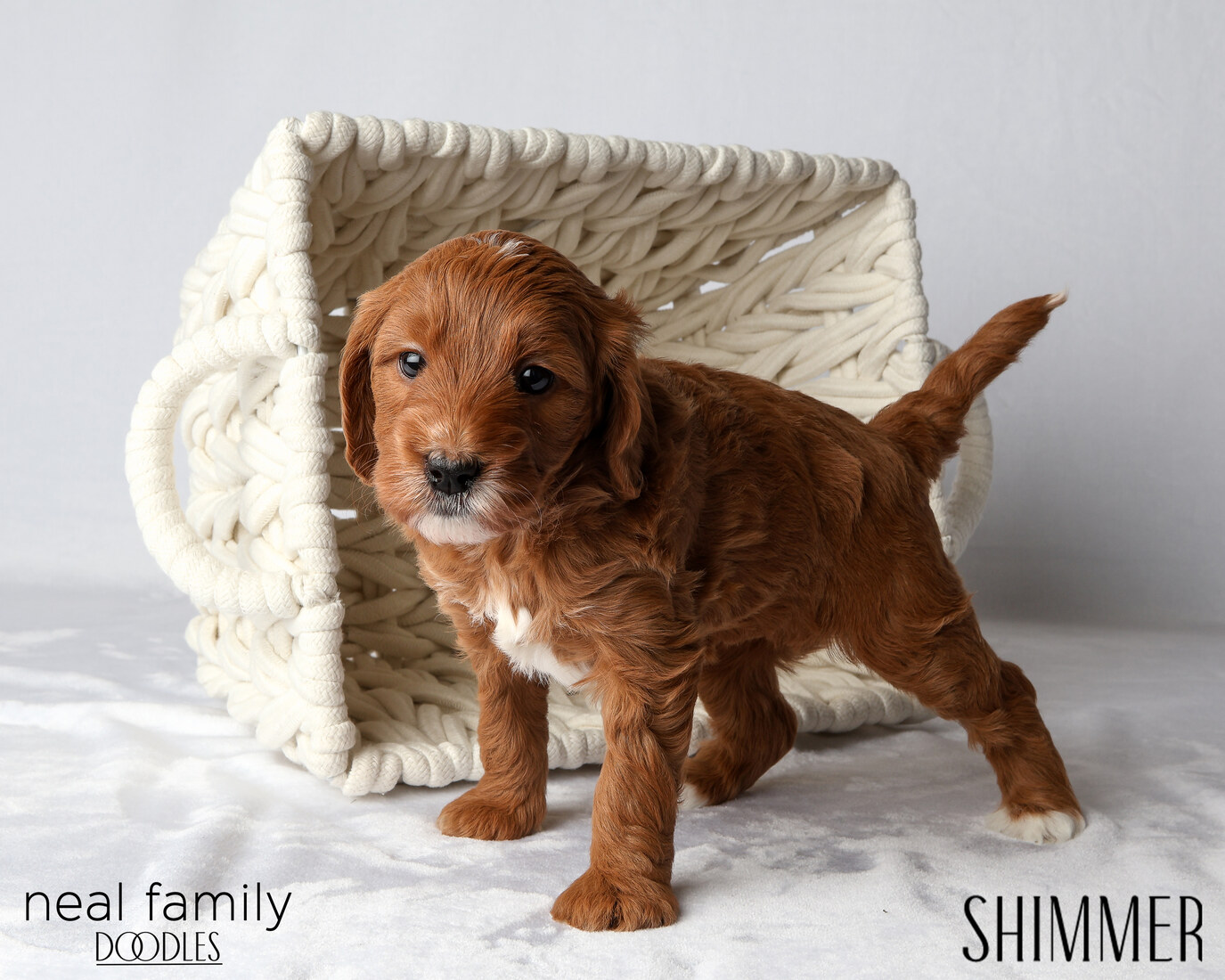 IMG_6081 Shimmer 5 weeks