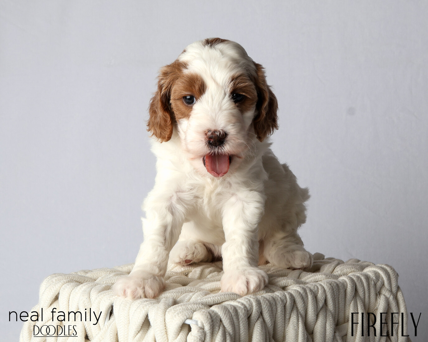 IMG_6014 Firefly 5 weeks