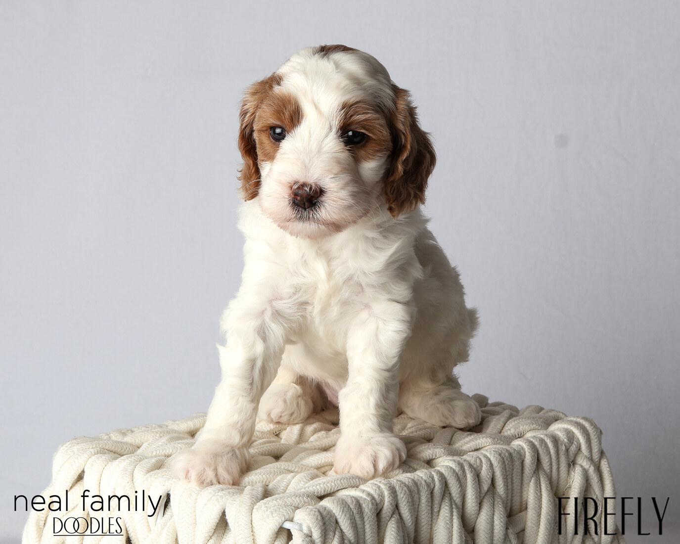 IMG_6013 Firefly 5 weeks