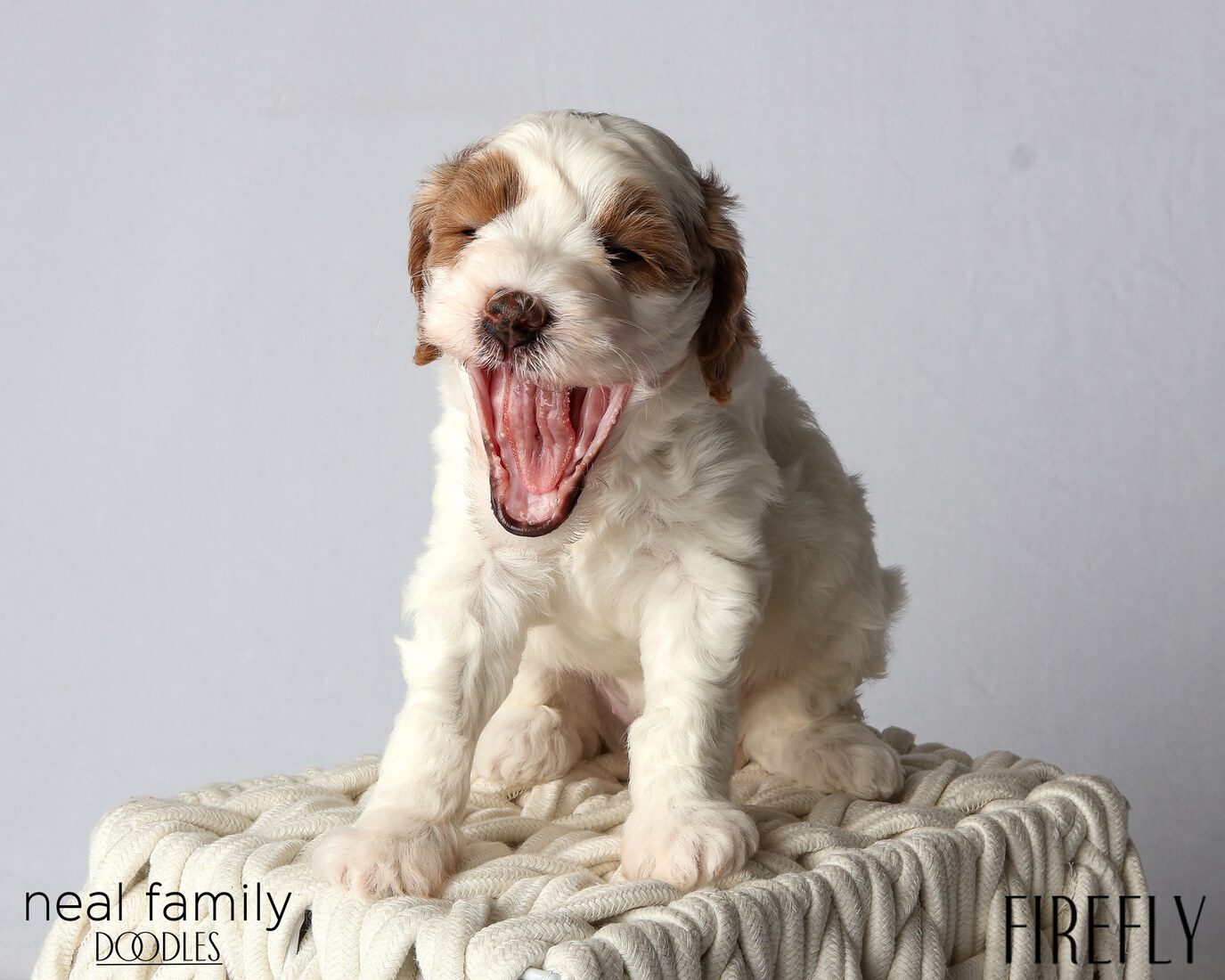 IMG_6011 Firefly 5 weeks