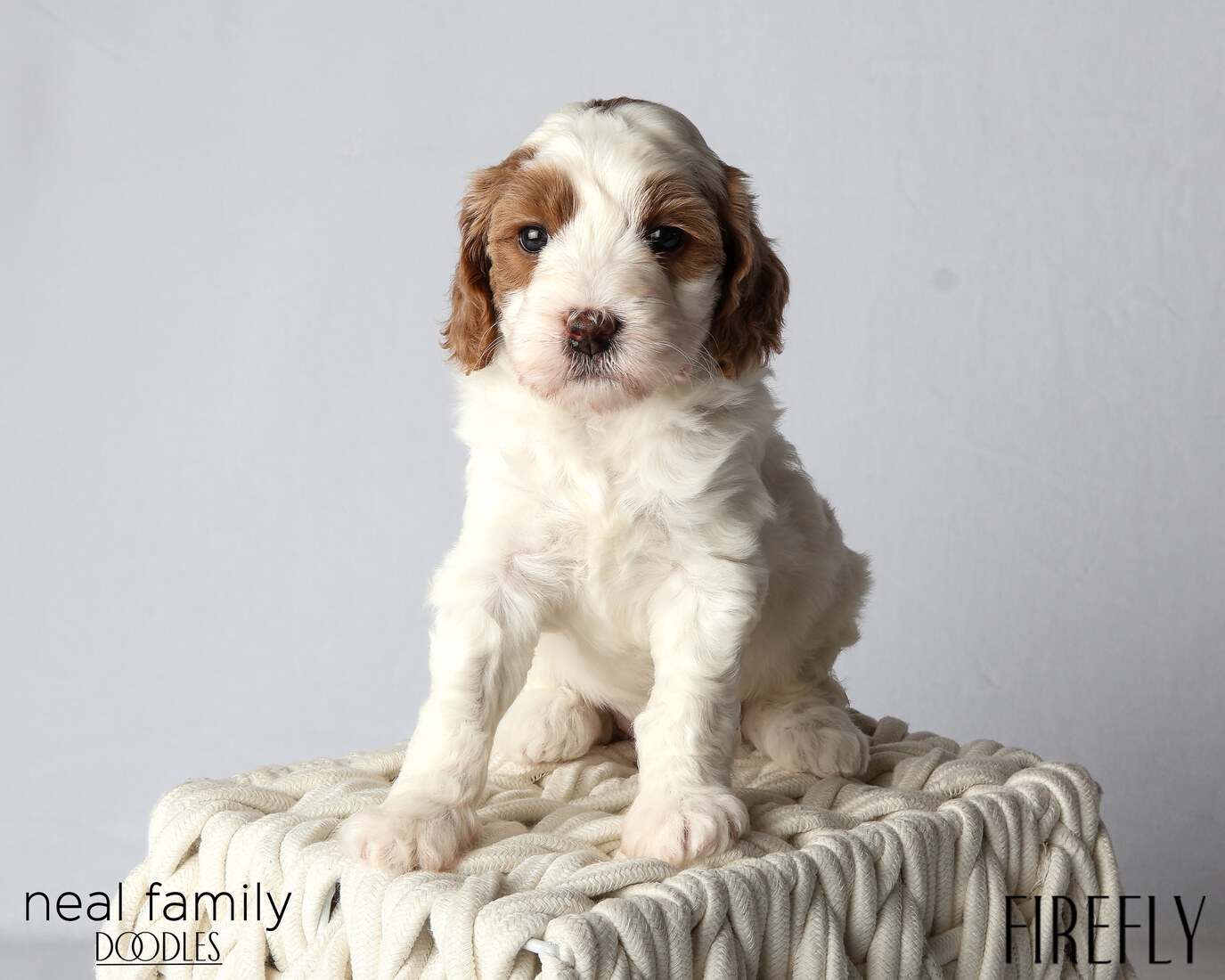 IMG_6017 Firefly 5 weeks