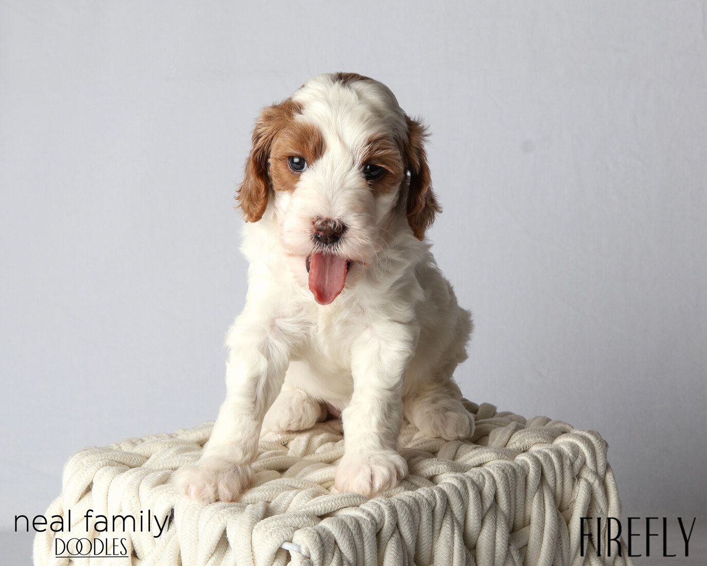 IMG_6020 Firefly 5 weeks