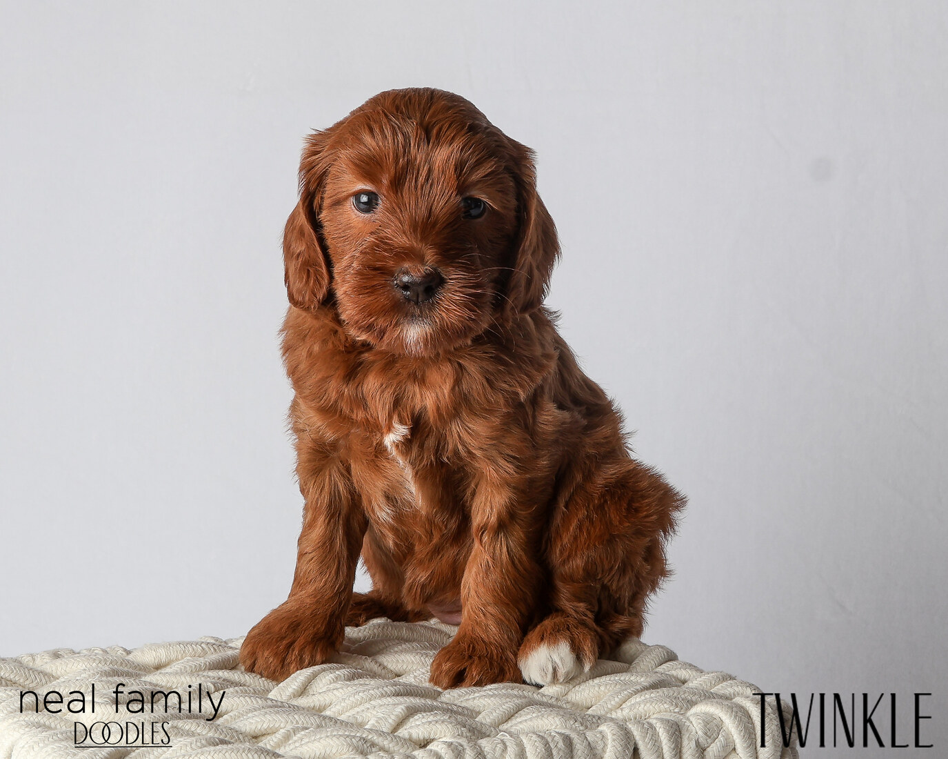 IMG_6093 Twinkle 5 weeks