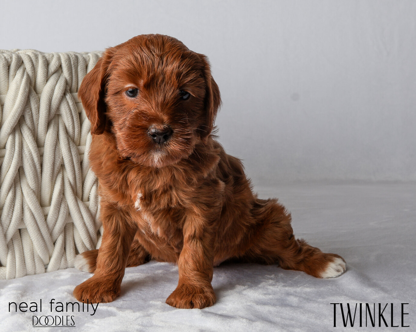 IMG_6107 Twinkle 5 weeks