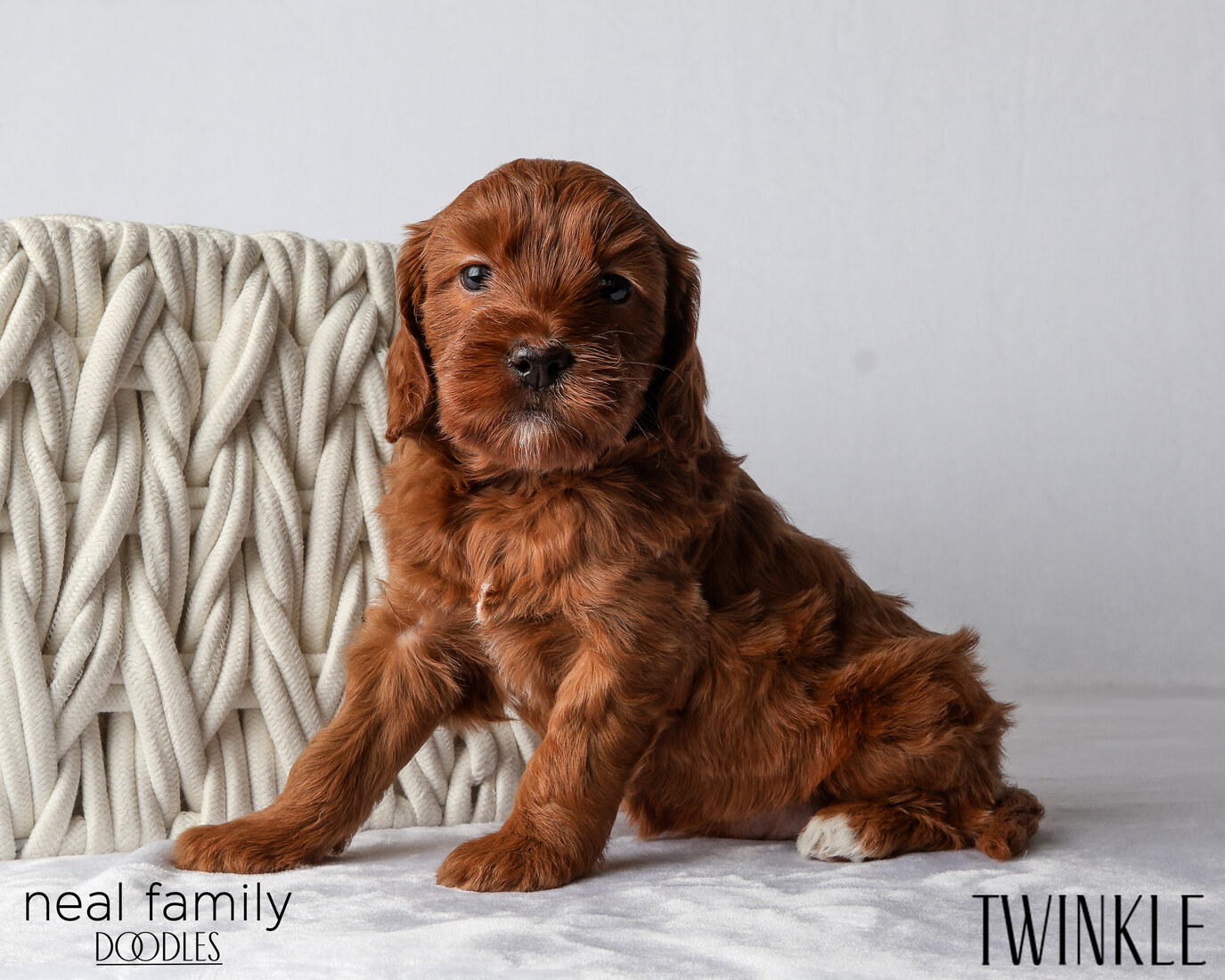 IMG_6105 Twinkle 5 weeks