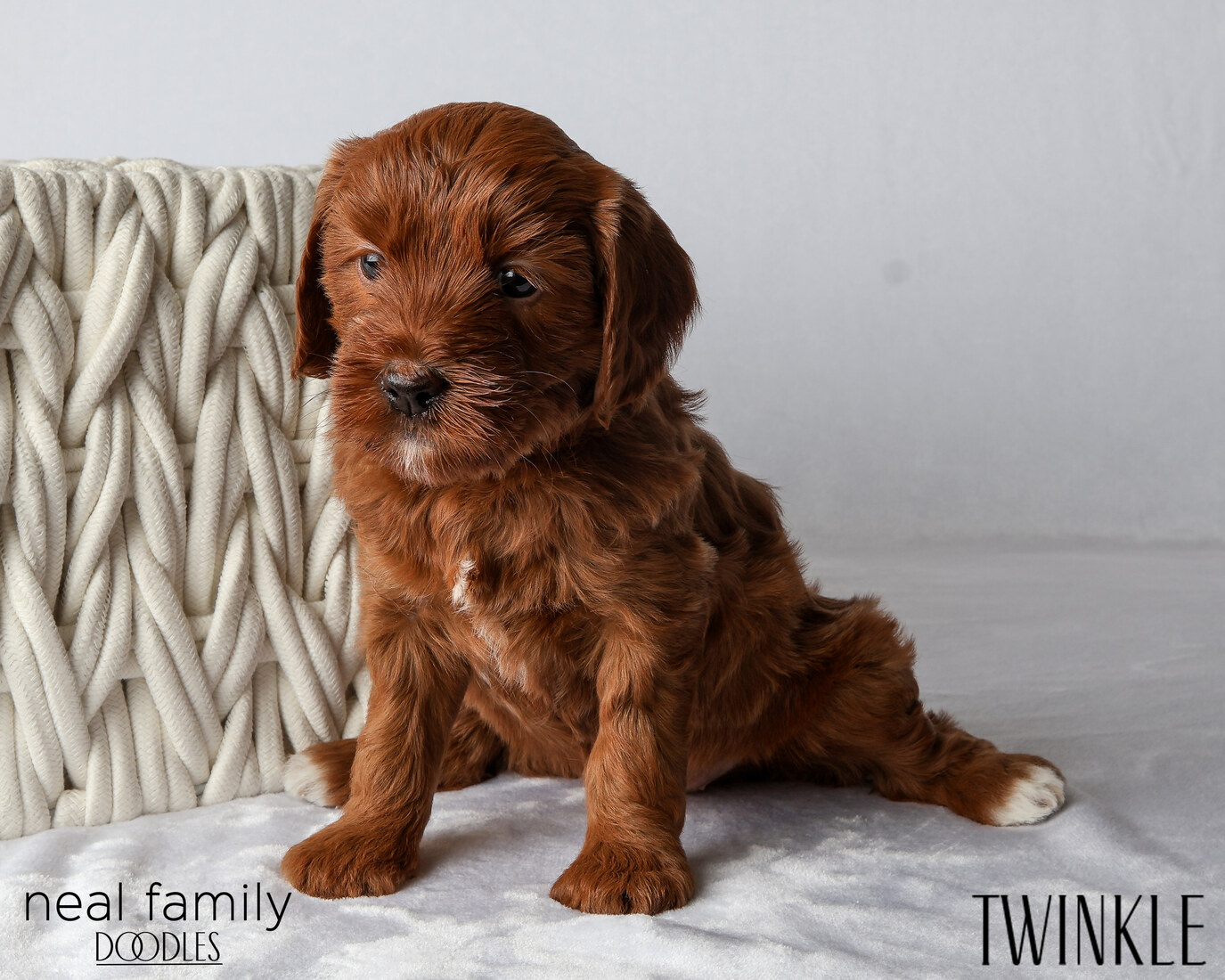 IMG_6108 Twinkle 5 weeks