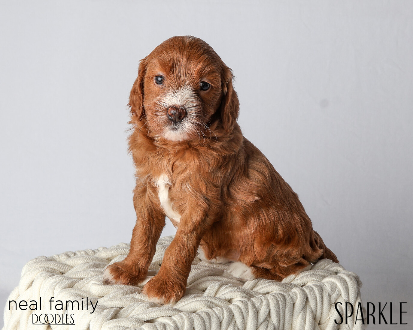 IMG_6111 Sparkle 5 weeks