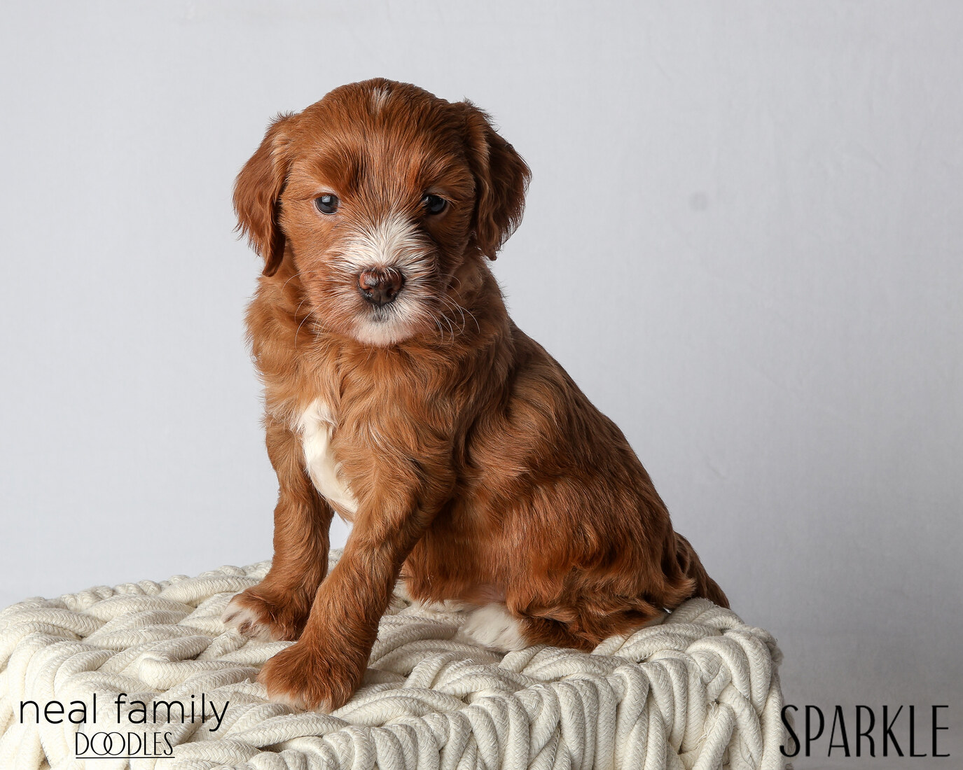 IMG_6117 Sparkle 5 weeks