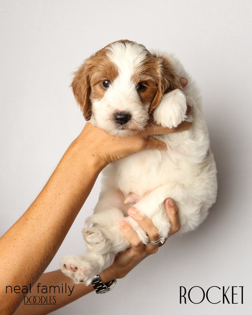 IMG_6239 Rocket 6 weeks