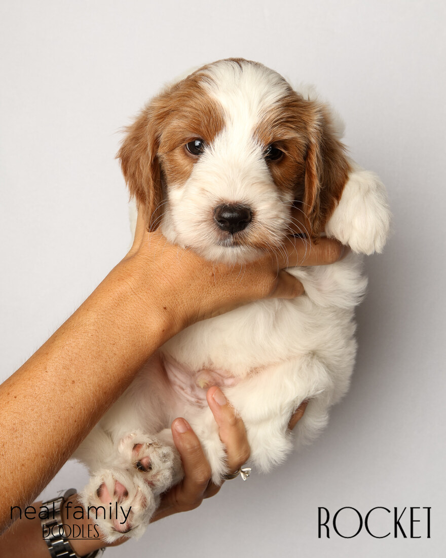 IMG_6234 Rocket 6 weeks