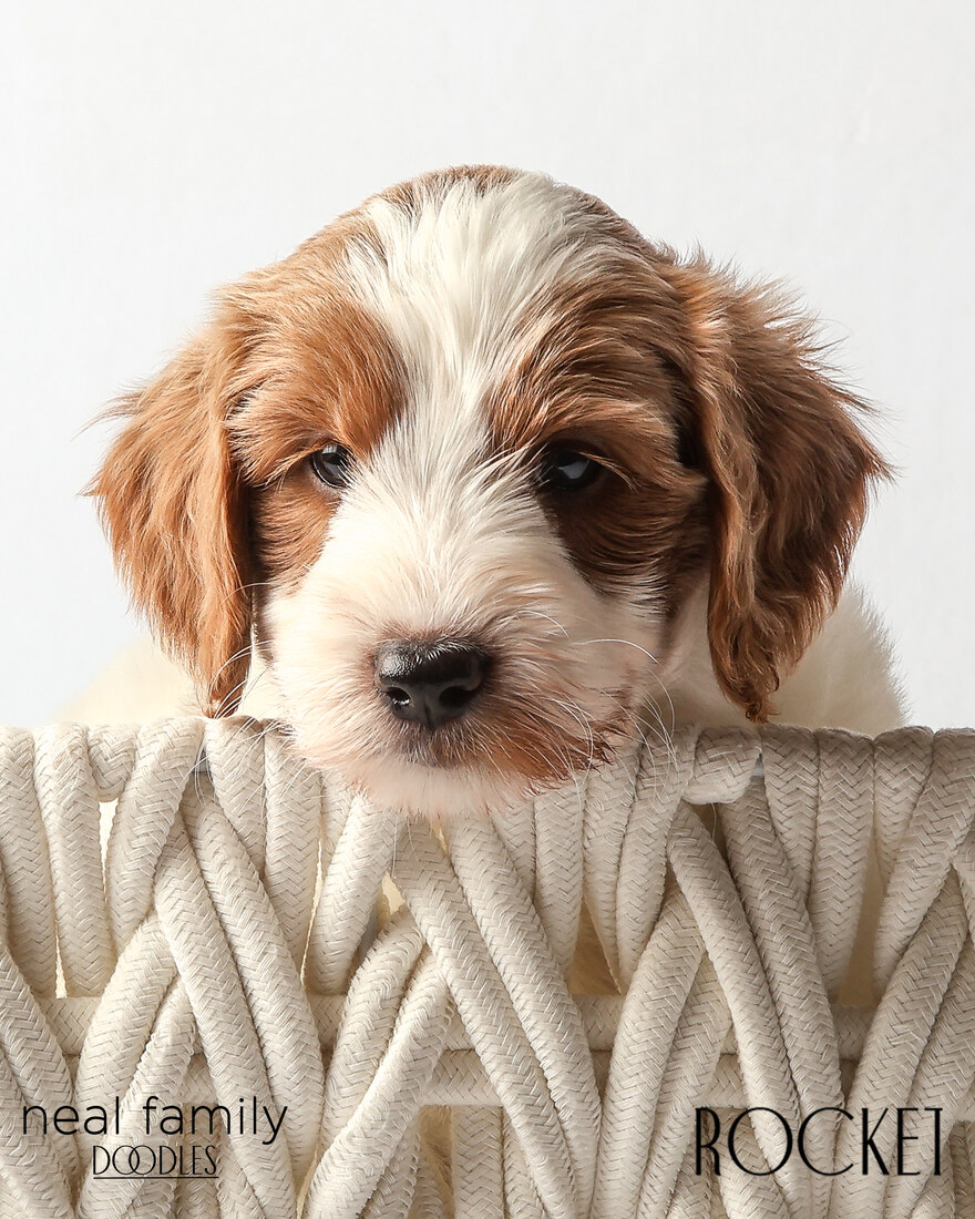 IMG_6314 Rocket 6 weeks