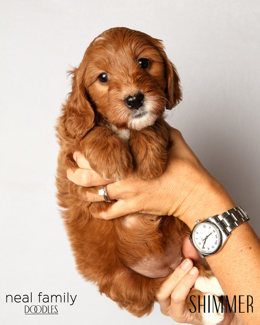IMG_6283 Shimmer 6 weeks