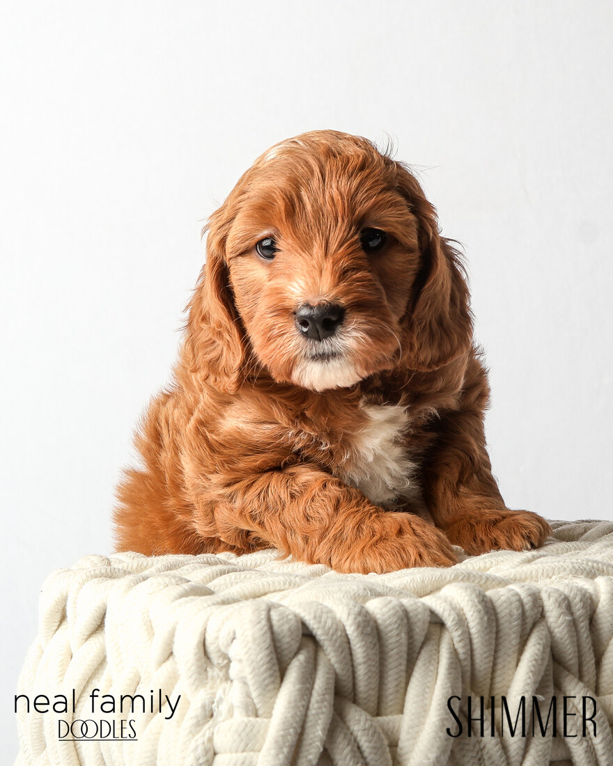 IMG_6294 Shimmer 6 weeks