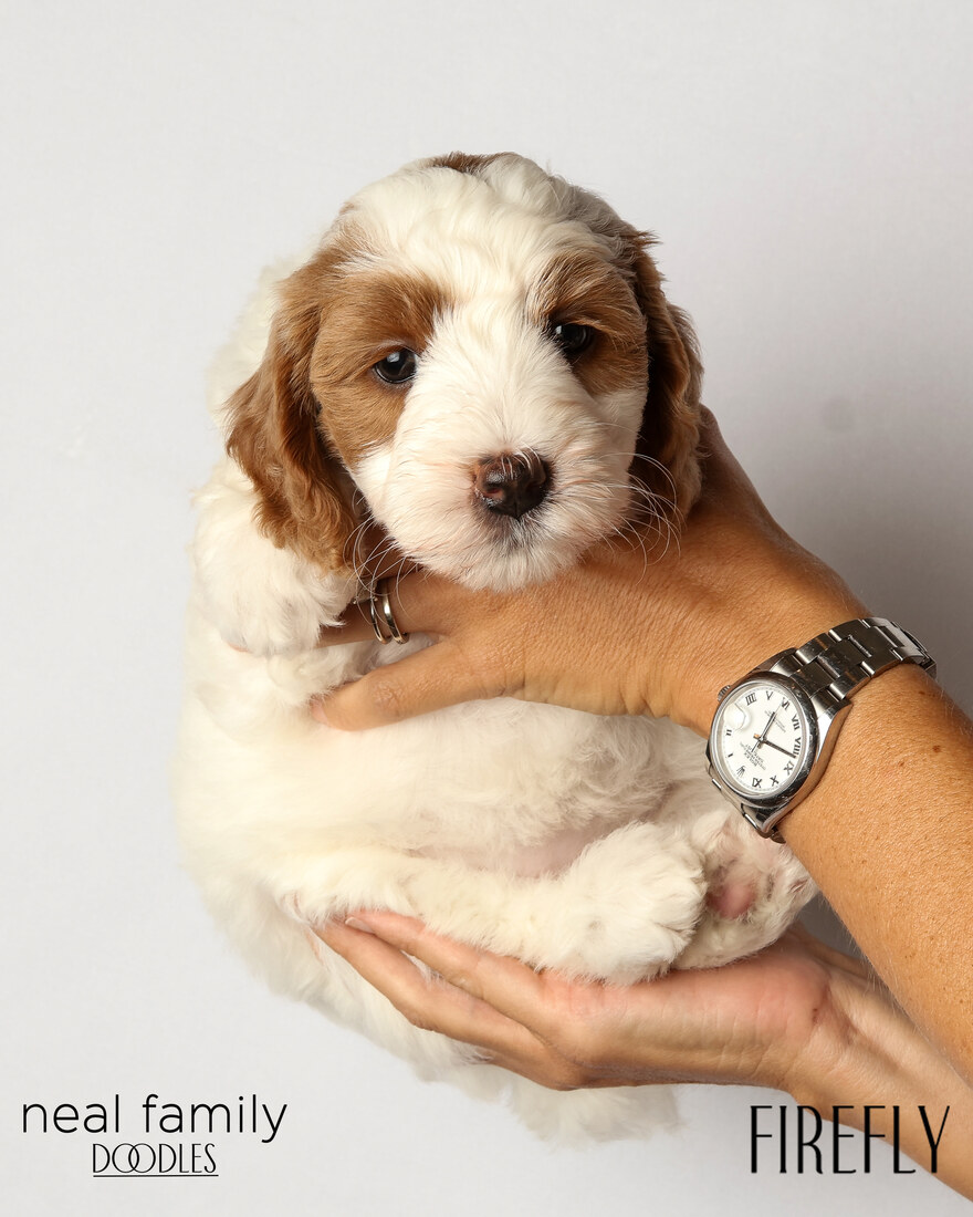 IMG_6208 Firefly 6 weeks