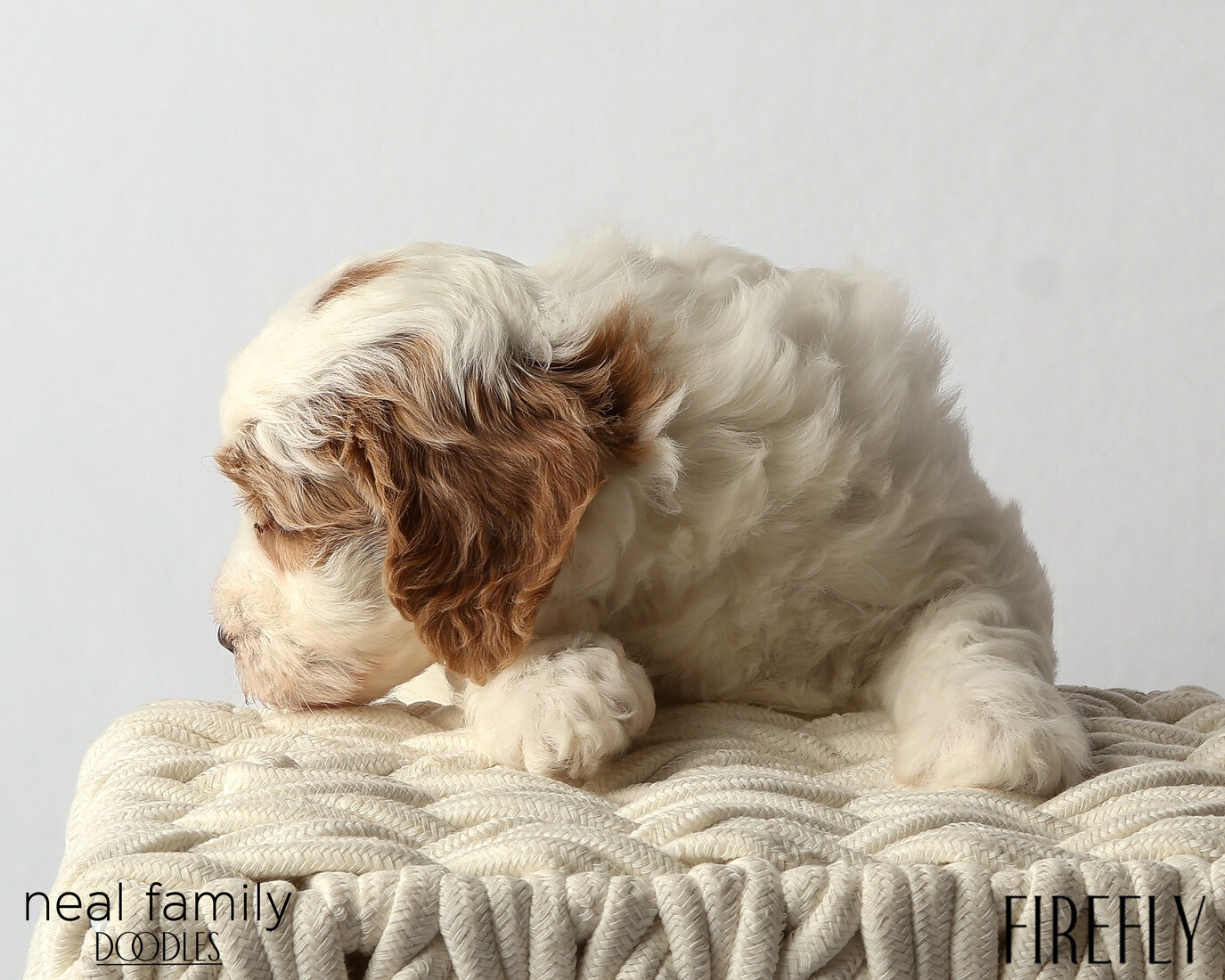 IMG_6319 Firefly 6 weeks