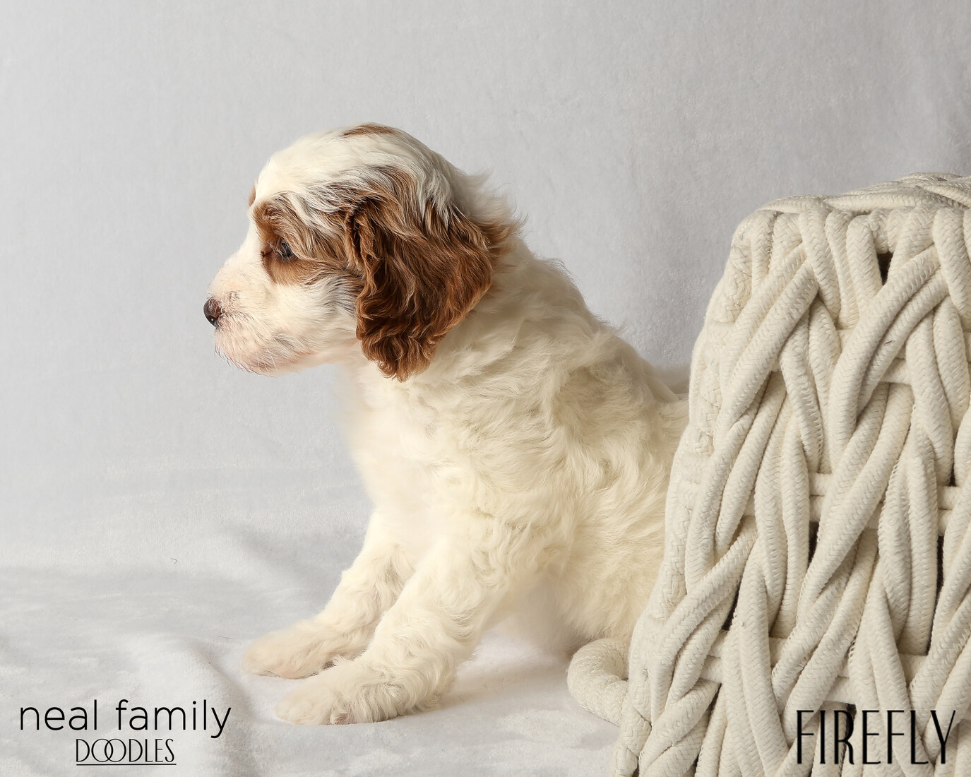 IMG_6323 Firefly 6 weeks