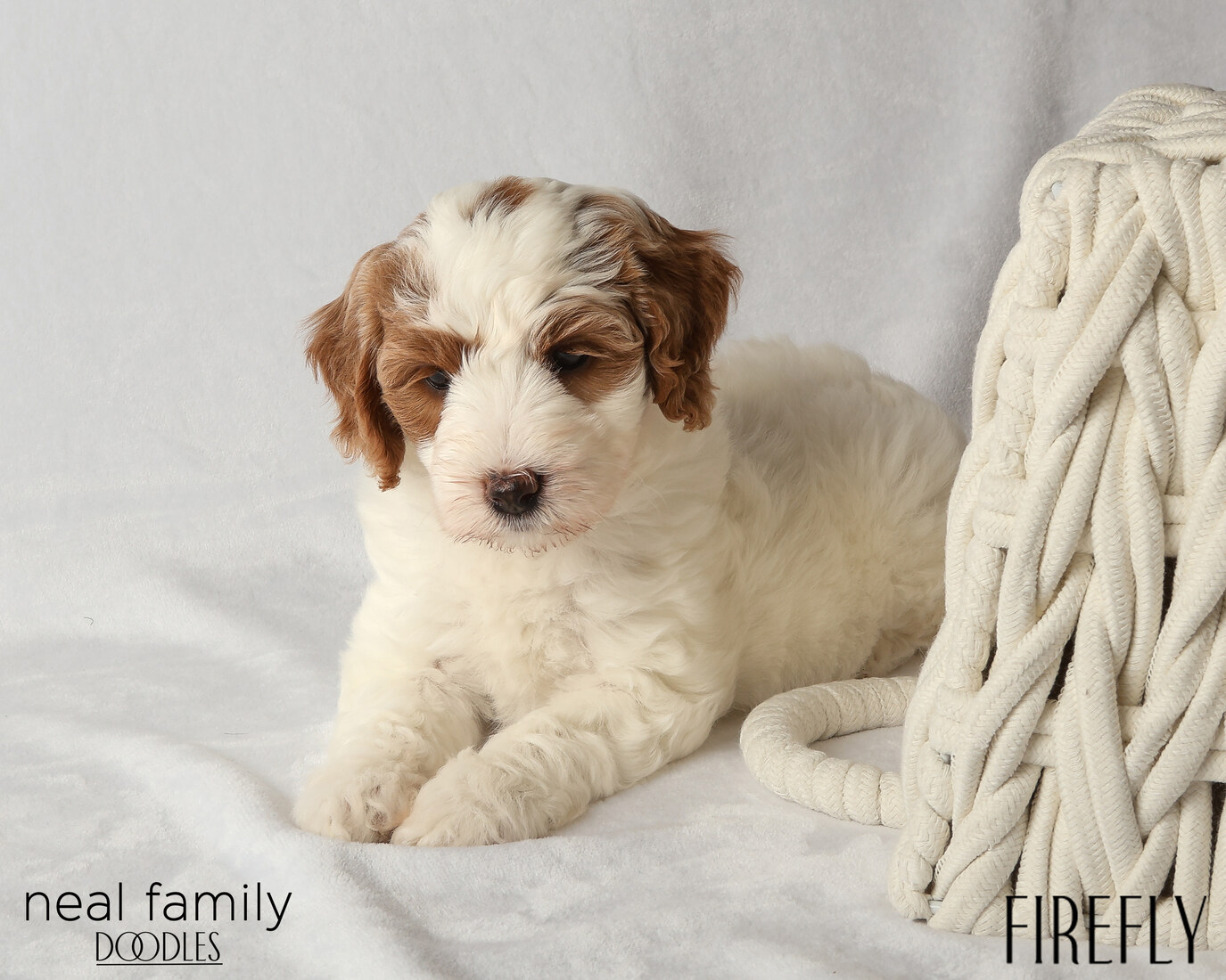 IMG_6333 Firefly 6 weeks