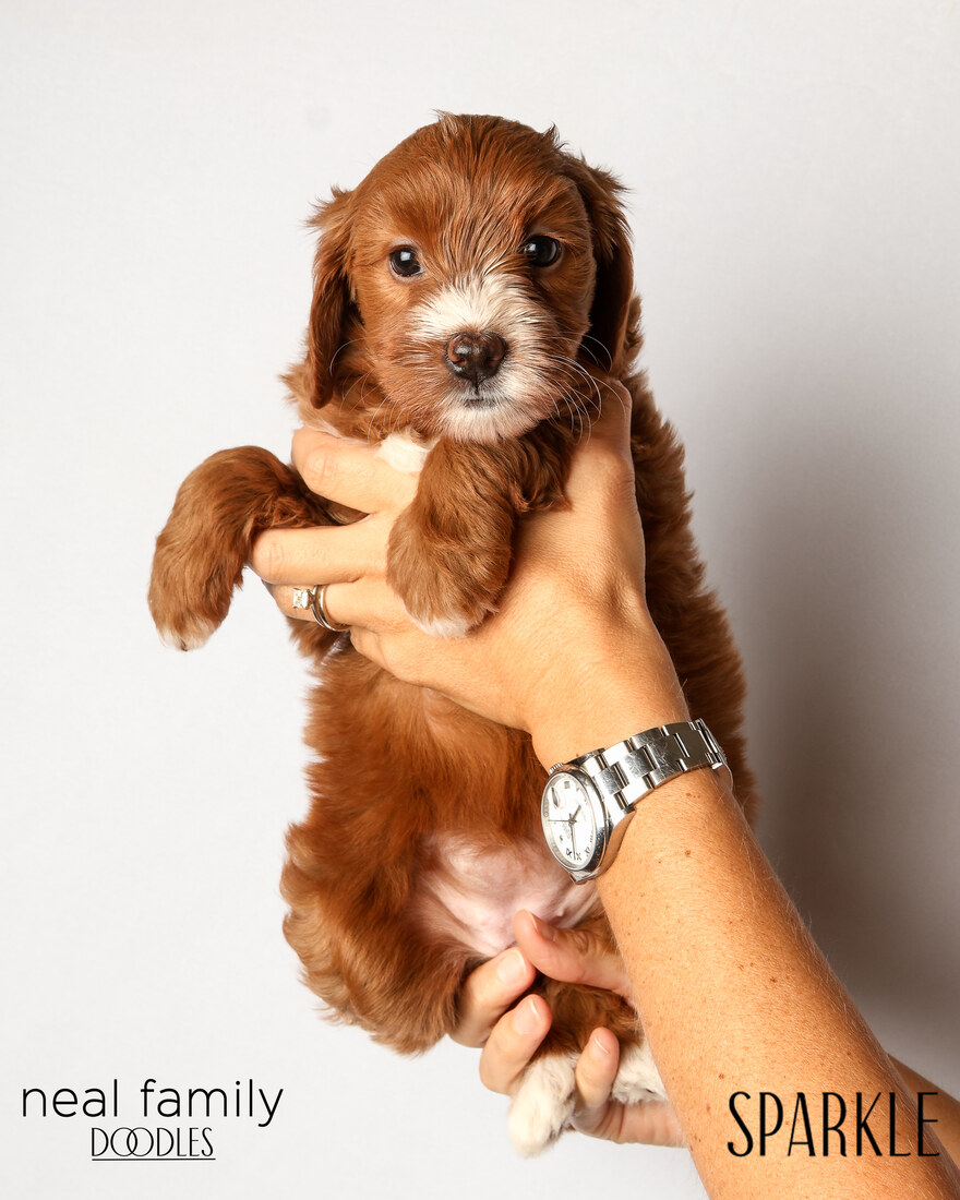 IMG_6259 Sparkle 6 weeks