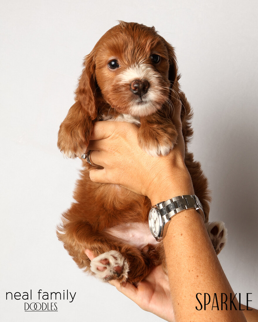 IMG_6257 Sparkle 6 weeks