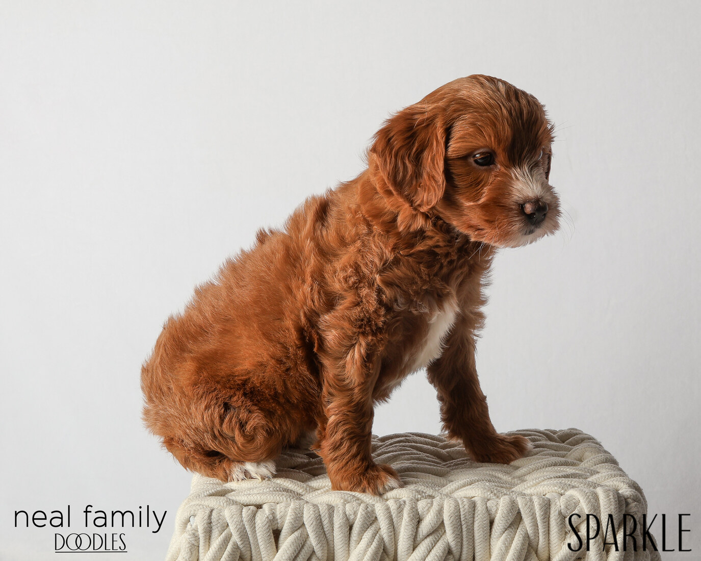 IMG_6375 Sparkle 6 weeks