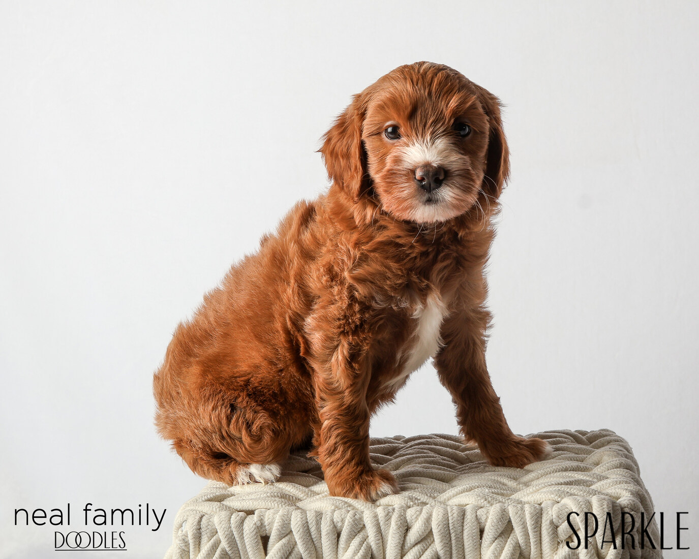 IMG_6376 Sparkle 6 weeks