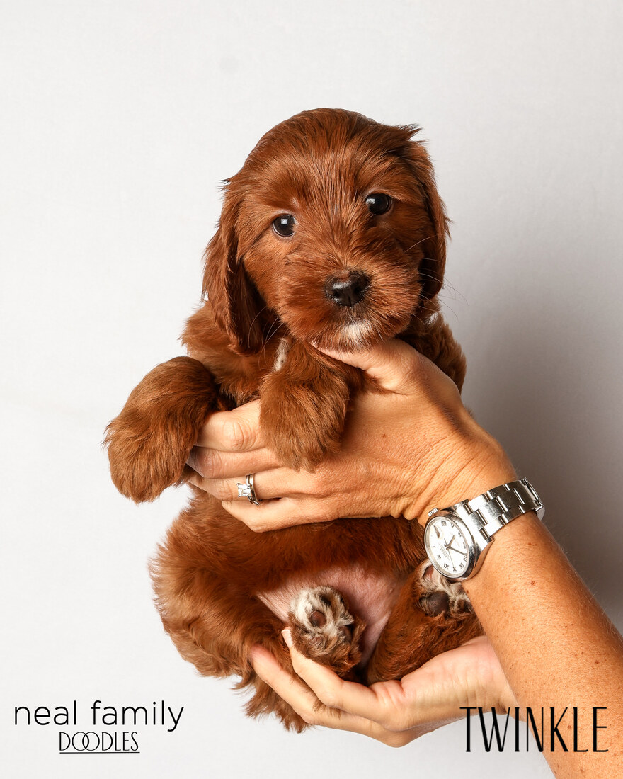 IMG_6197 Twinkle 6 weeks