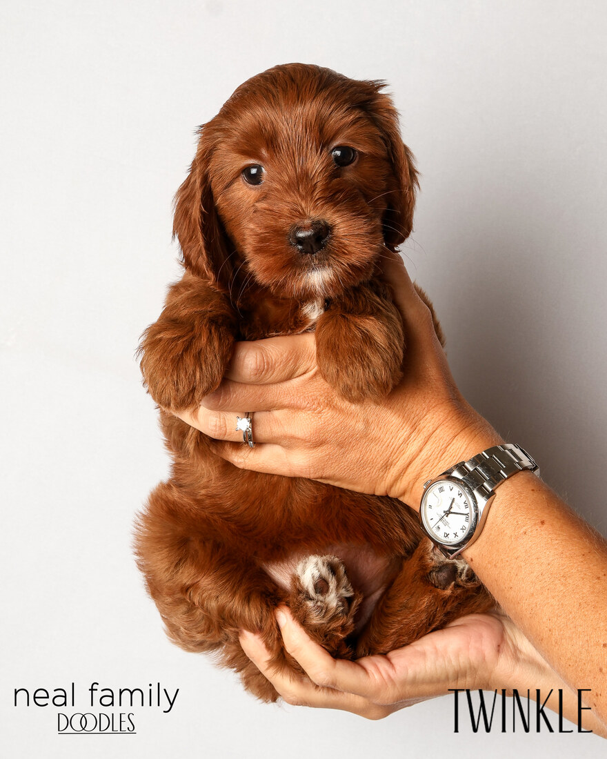 IMG_6199 Twinkle 6 weeks