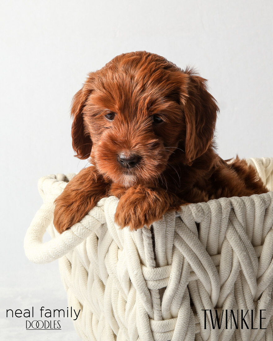 IMG_6353 Twinkle 6 weeks