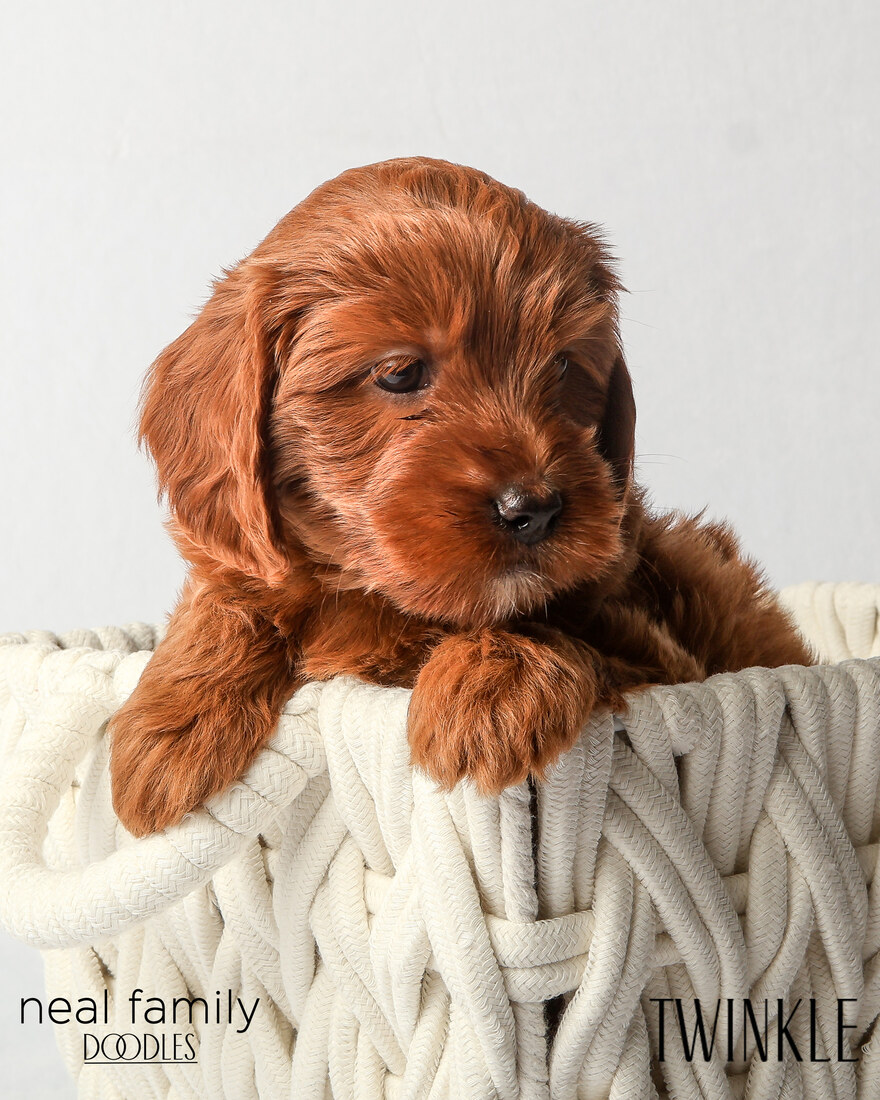 IMG_6356 Twinkle 6 weeks