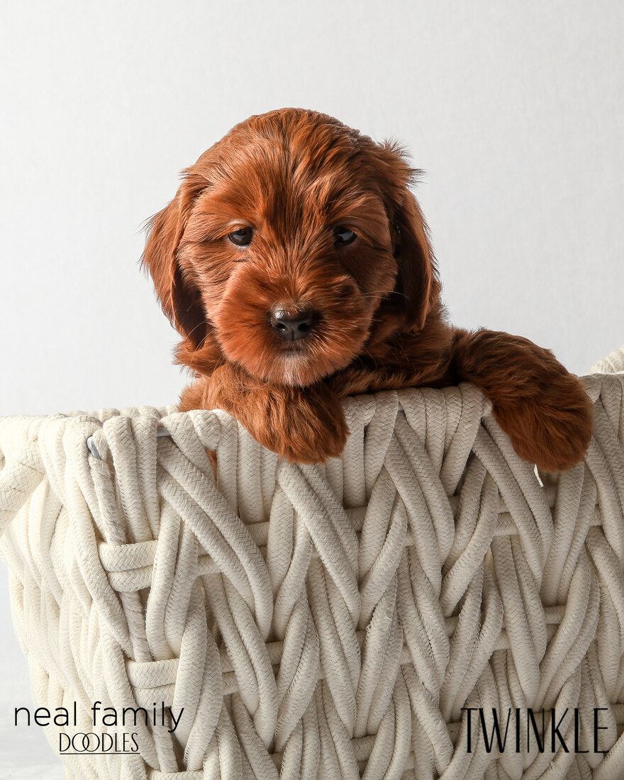 IMG_6369 Twinkle 6 weeks