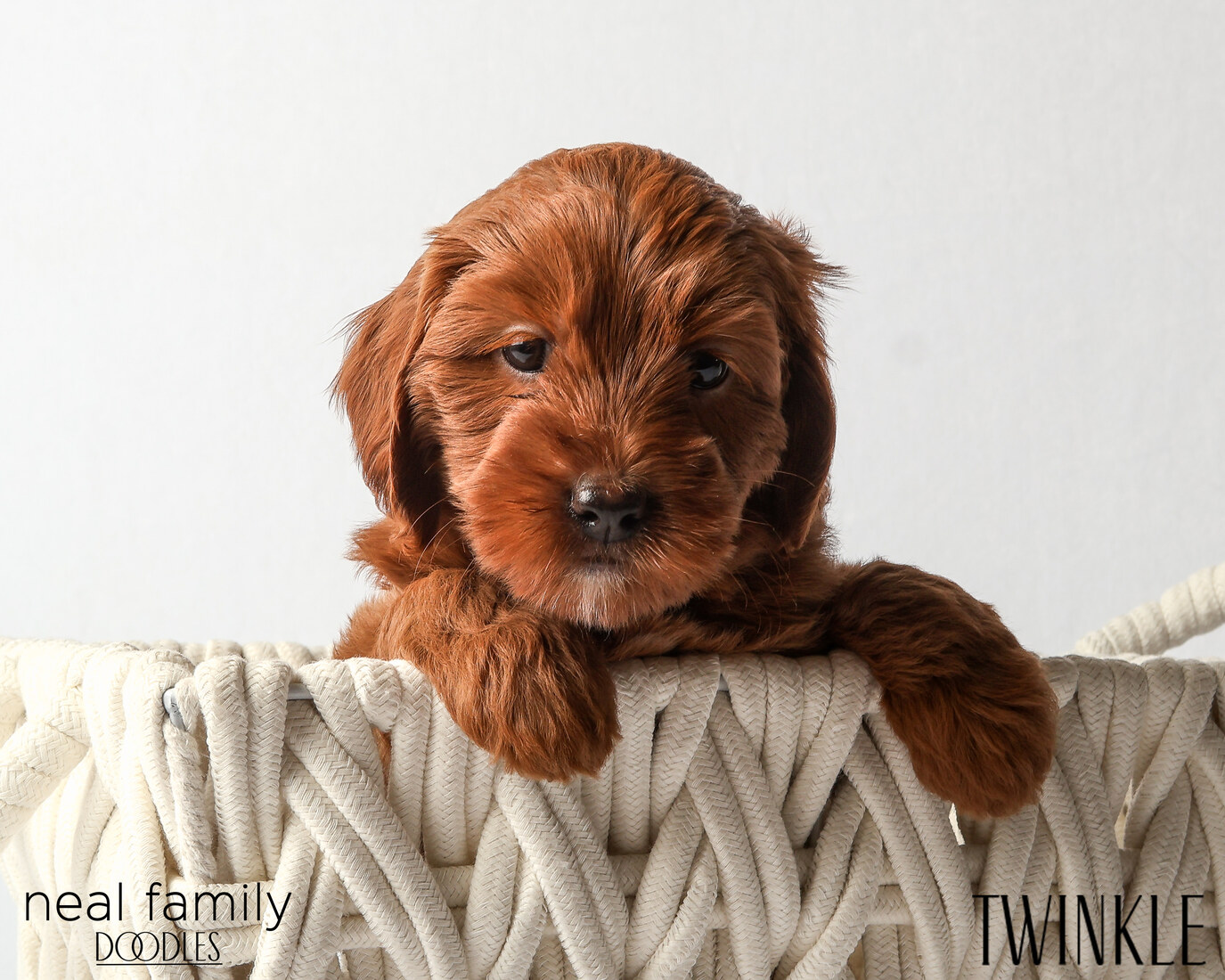 IMG_6370 Twinkle 6 weeks