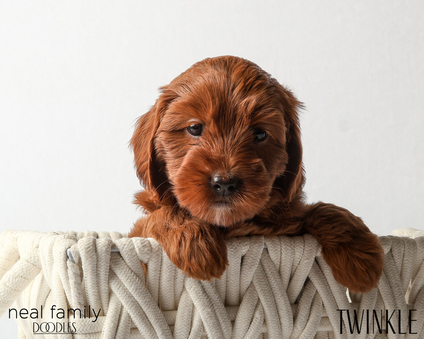 IMG_6371 Twinkle 6 weeks