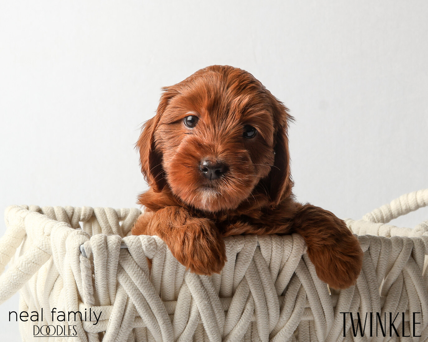 IMG_6373 Twinkle 6 weeks