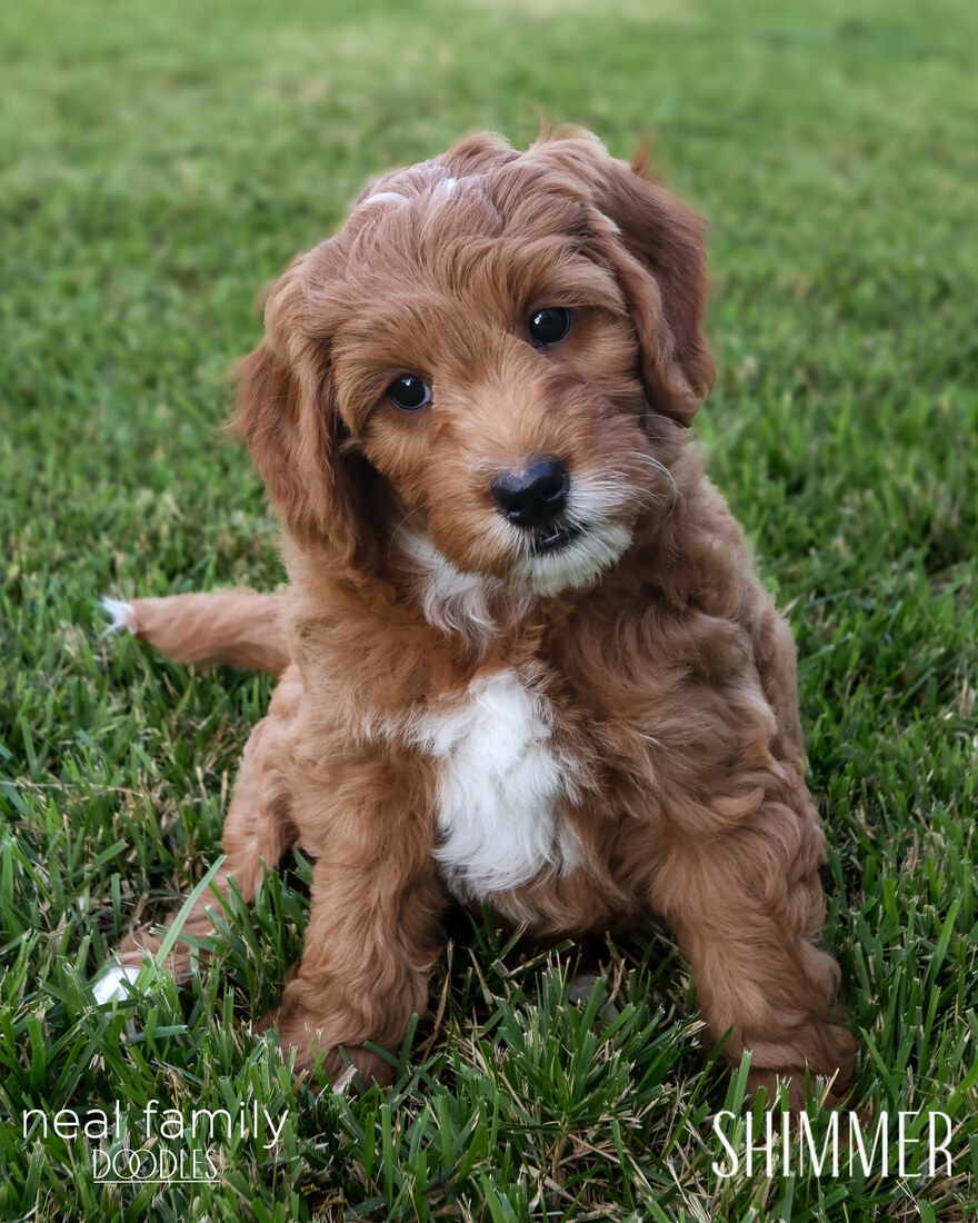 Shimmer 8 weeks 20250901-IMG_6645