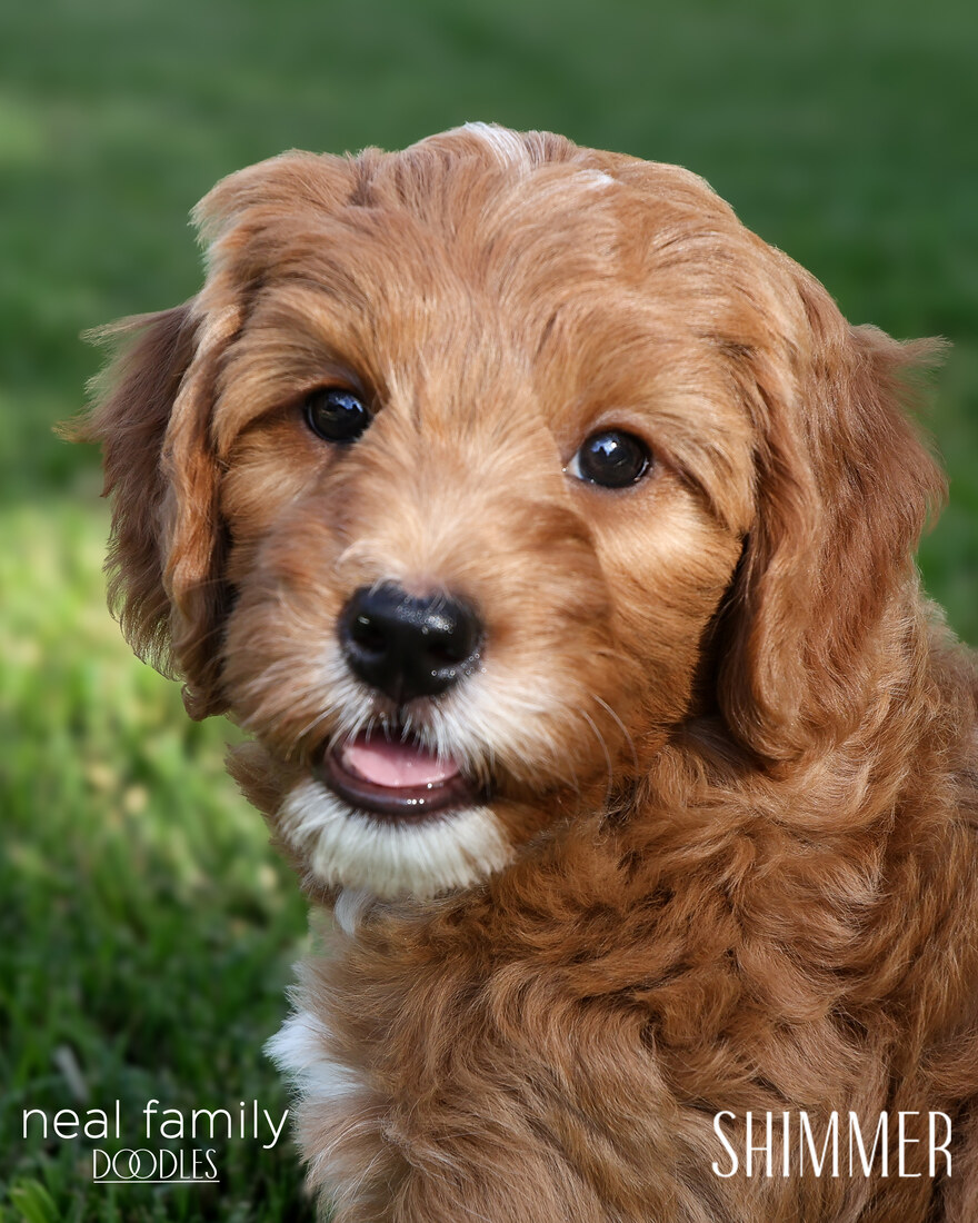 Shimmer 8 weeks 20250901-IMG_6631