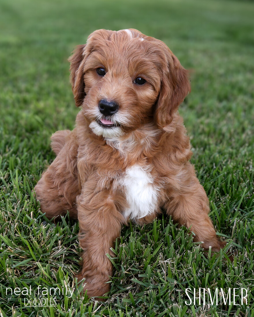 Shimmer 8 weeks 20250901-IMG_6627