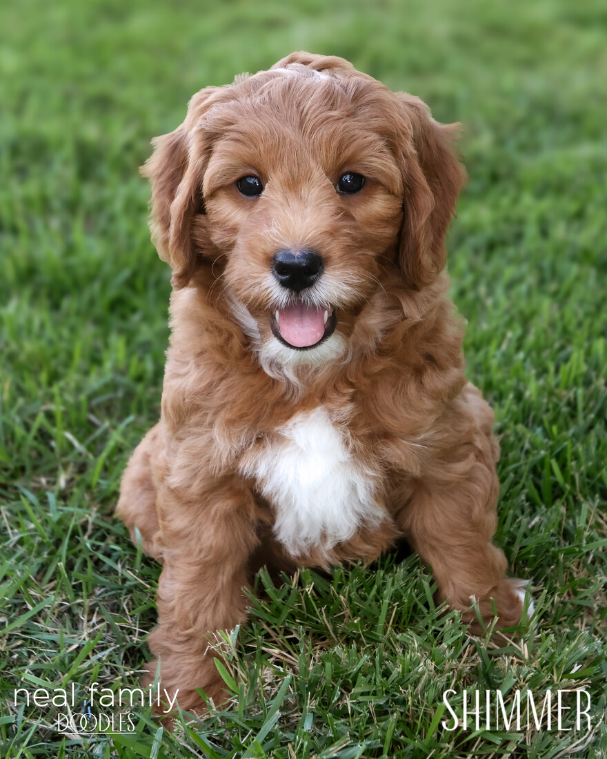 Shimmer 8 weeks 20250901-IMG_6660