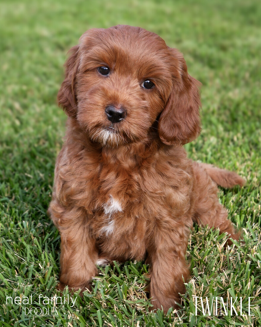 Twinkle 8 weeks 20250901-IMG_6671