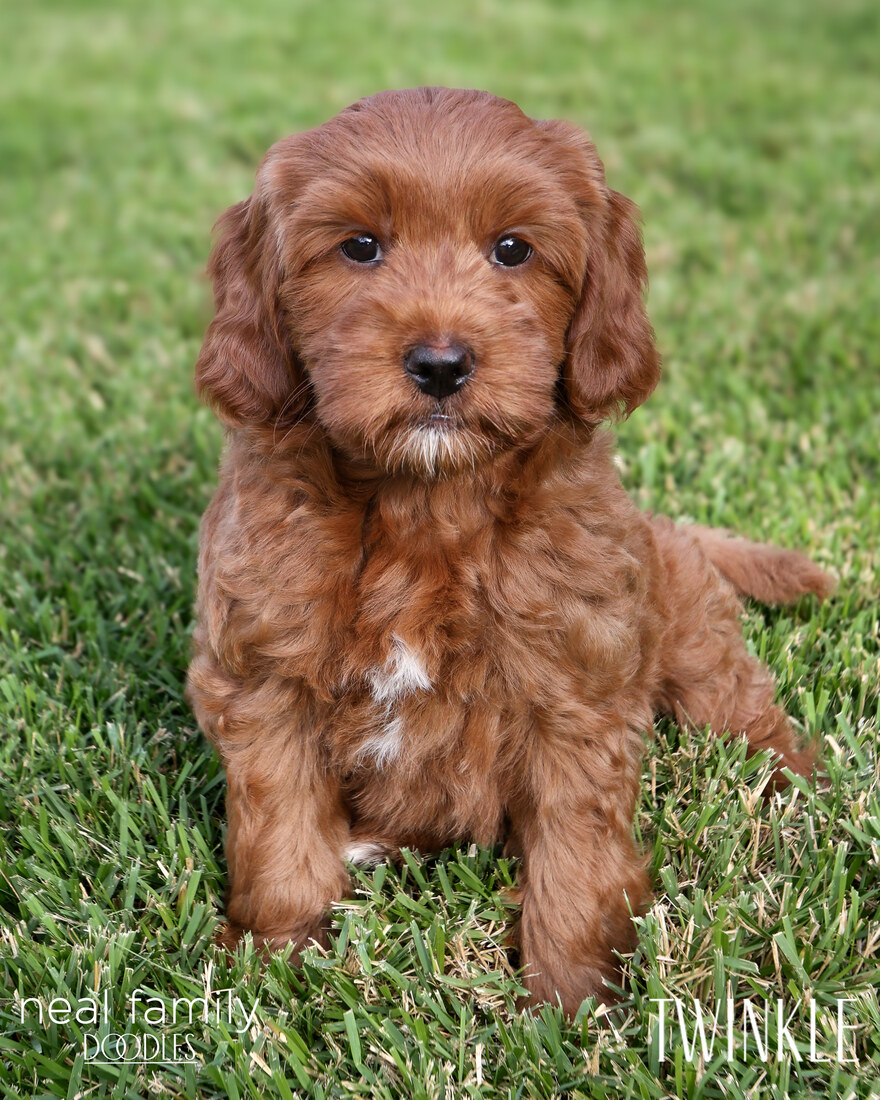 Twinkle 8 Weeks 20250901-IMG_6669