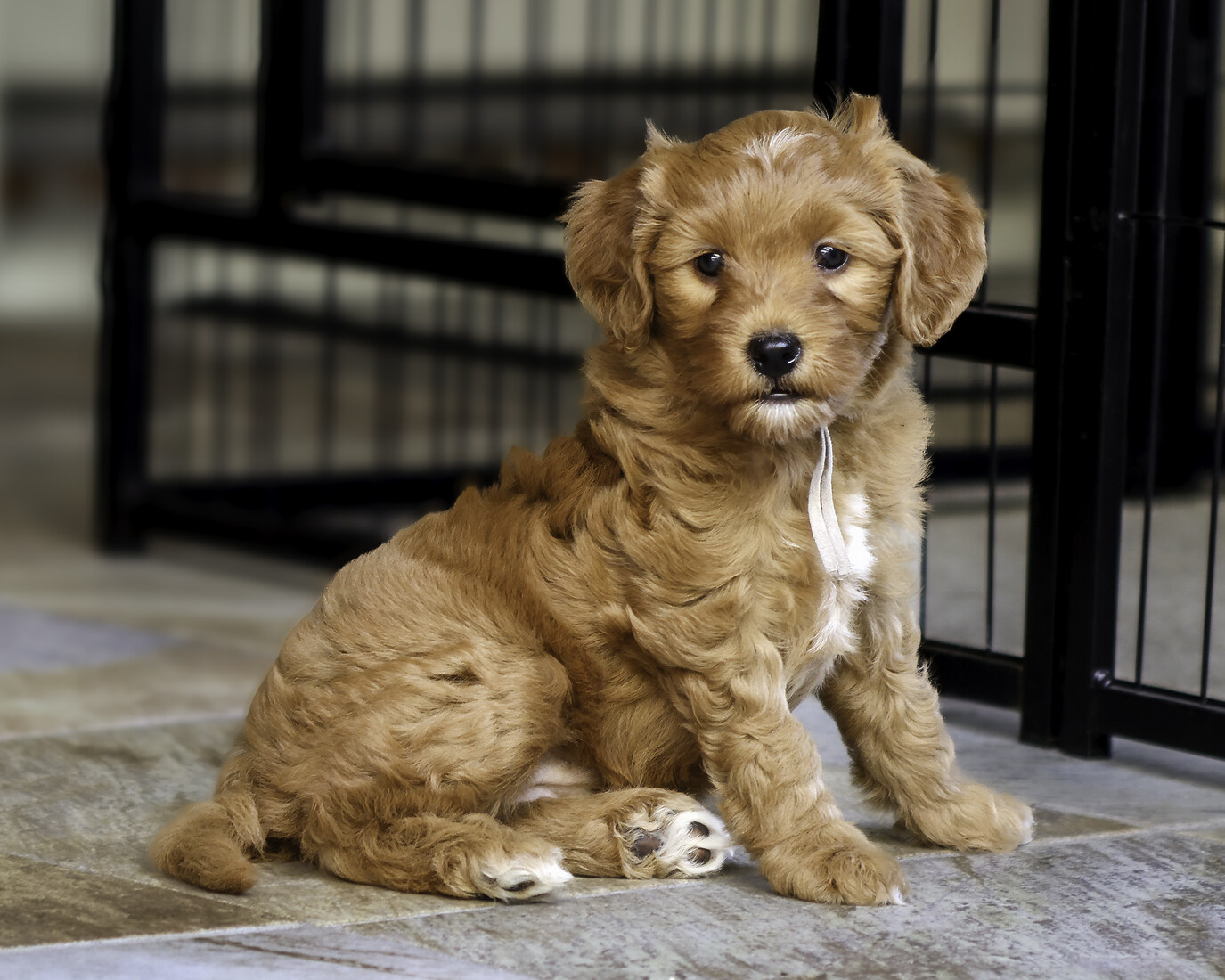 IMG_6438-Glitzy 7 weeks