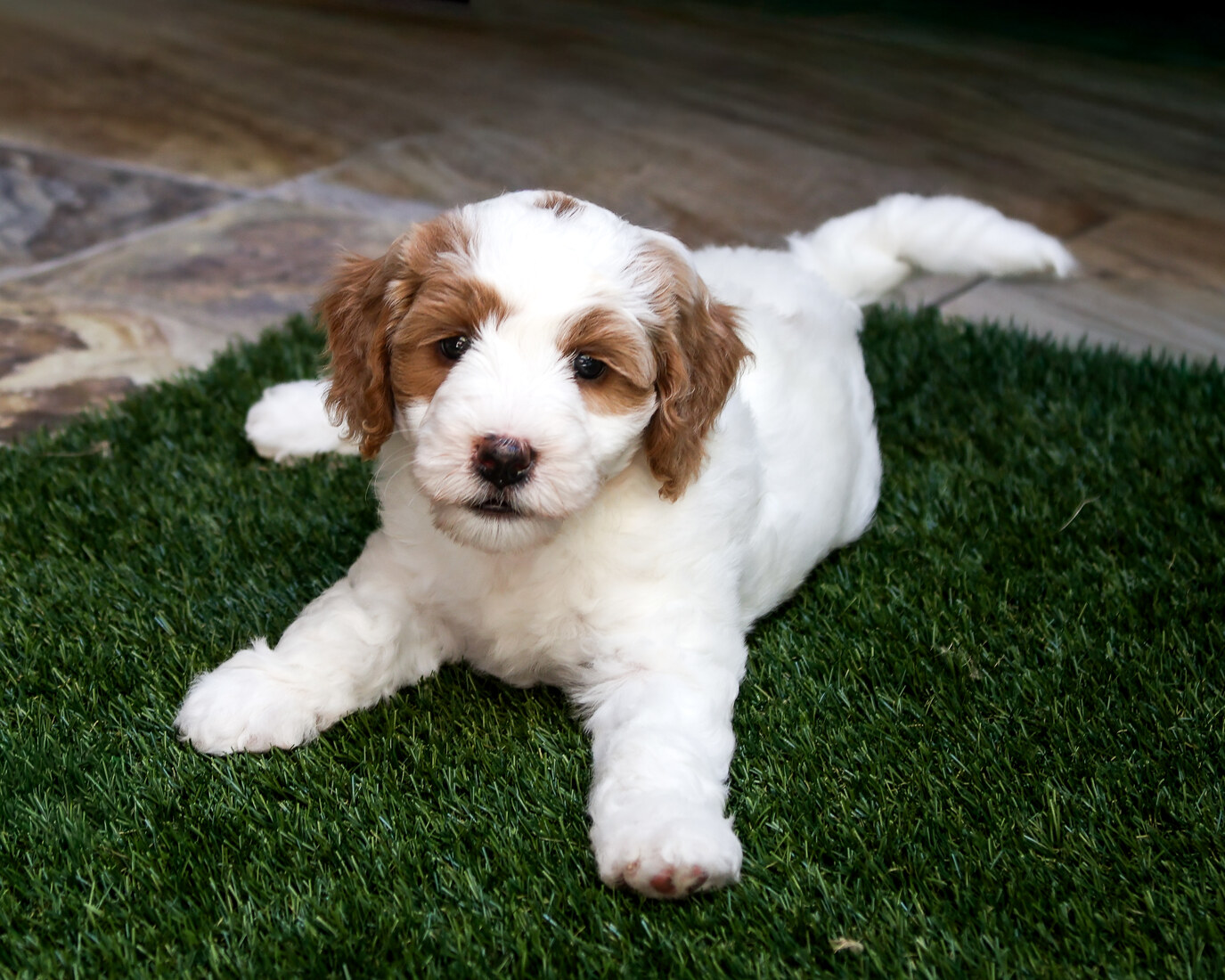 IMG_6429 Firefly 7 weeks