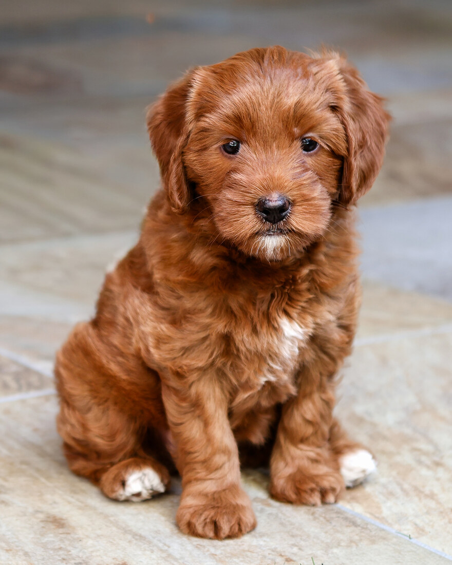 IMG_6425 Twinkle 7 weeks