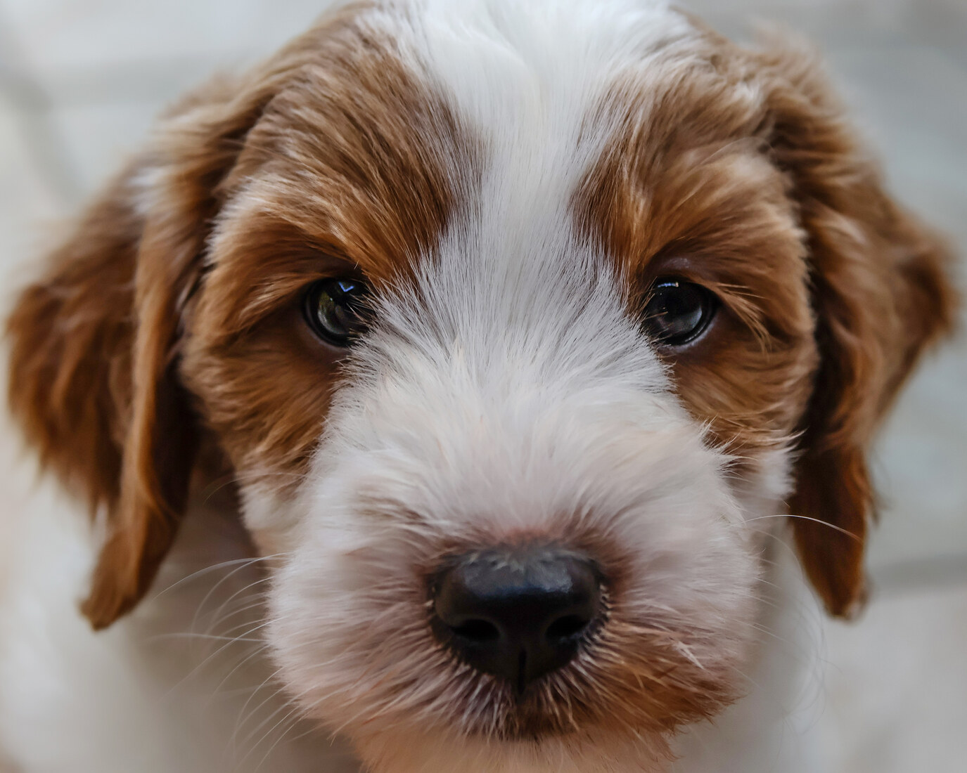 20250820-IMG_6515 Rocket 7 weeks