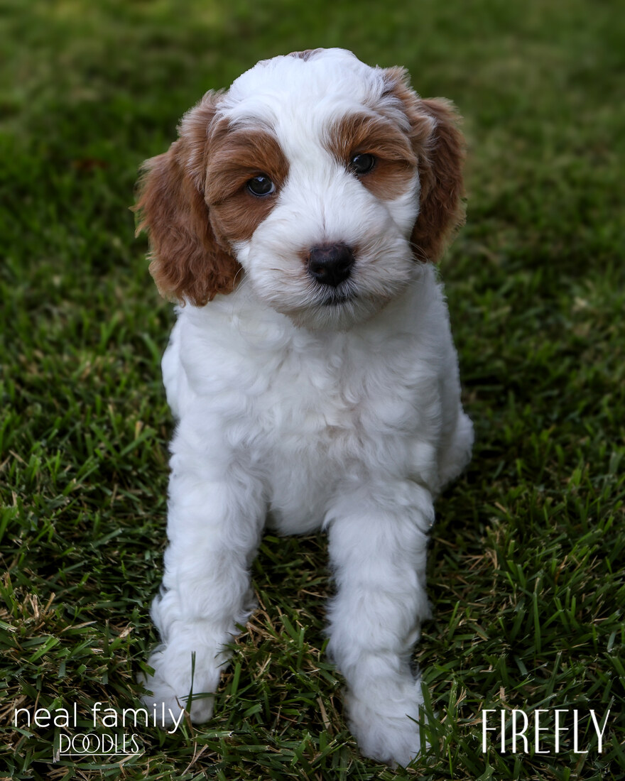 Lucy 8 weeks 20250902-IMG_6685