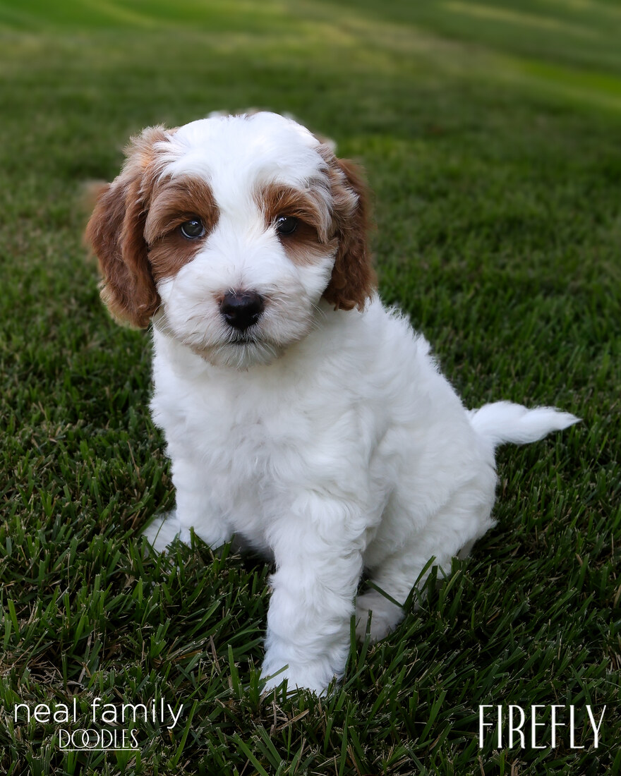 Lucy 8 weeks 20250902-IMG_6702