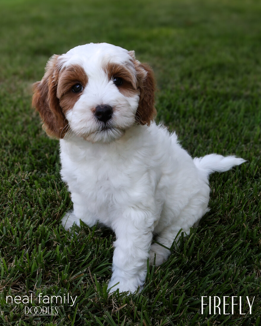 Lucy 8 weeks 20250902-IMG_6703